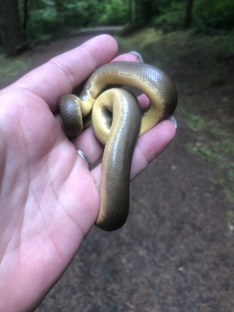 Northern Rubber Boa from Corvallis, OR, US on July 08, 2022 at 0820 AM