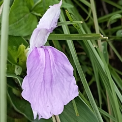 Roscoea purpurea