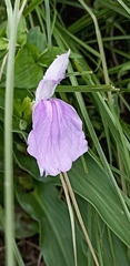 Roscoea purpurea