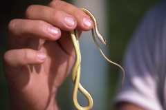 Psammophis orientalis
