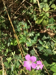 Geranium × oxonianum