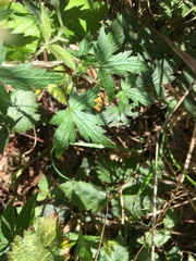 Geranium × oxonianum