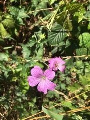 Geranium × oxonianum