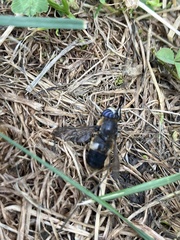 Chrysotoxum bicinctum