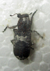Cylindroides