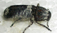 Cylindroides