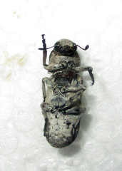 Cylindroides