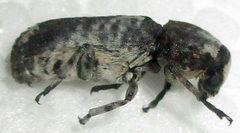 Cylindroides