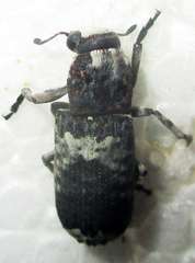 Cylindroides