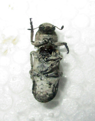 Cylindroides