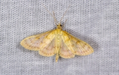 Paratalanta pandalis