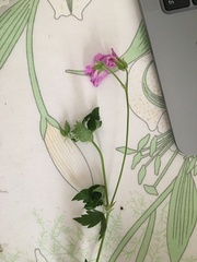 Geranium × oxonianum