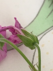 Geranium × oxonianum