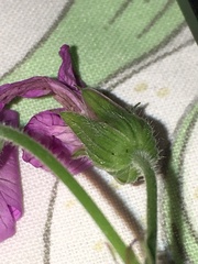Geranium × oxonianum