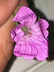 Geranium × oxonianum