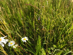 Lestes barbarus