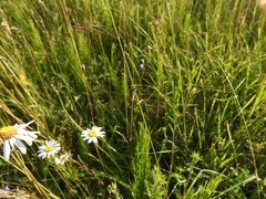 Lestes barbarus
