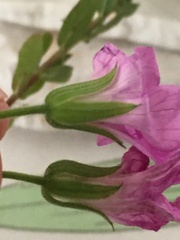 Geranium × oxonianum
