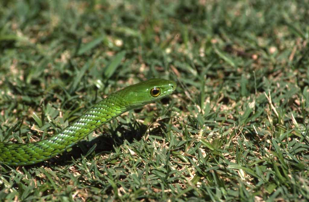 Western Green Snake