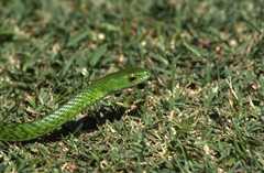 Philothamnus angolensis