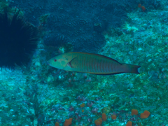 Hologymnosus doliatus