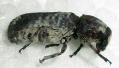Cylindroides
