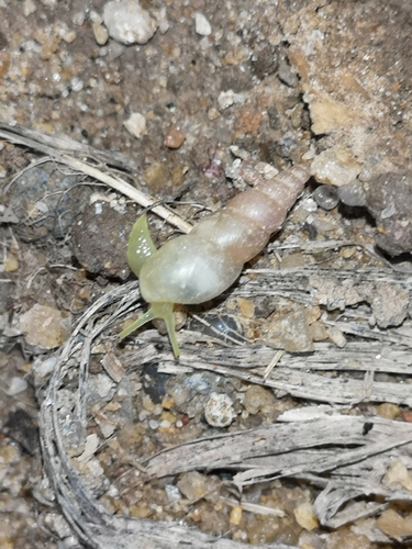 Graceful Awlsnail