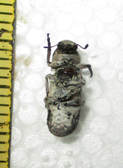 Cylindroides