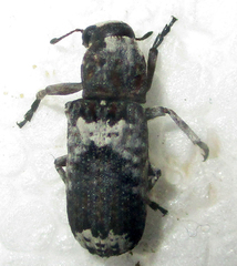 Cylindroides