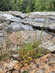 Drosera rotundifolia