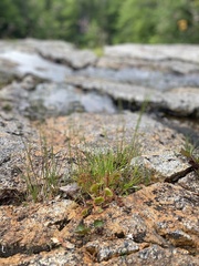Drosera rotundifolia