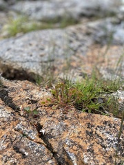 Drosera rotundifolia