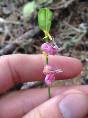 Erythronium montanum