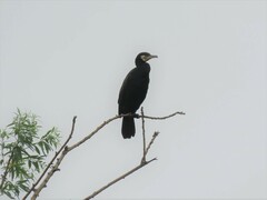 Phalacrocorax carbo