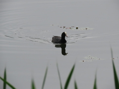 Fulica atra