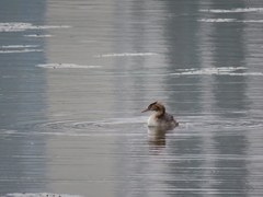 Podiceps cristatus