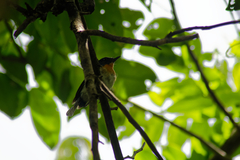 Cyornis
