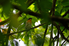 Cyornis