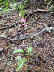 Erythronium montanum
