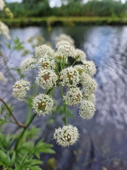Cicuta virosa