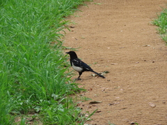Pica serica