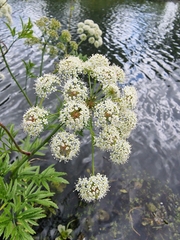 Cicuta virosa