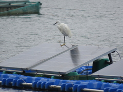 Egretta garzetta