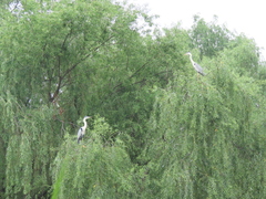 Ardea cinerea