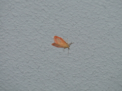 Miltochrista miniata