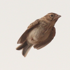 Alaudala rufescens