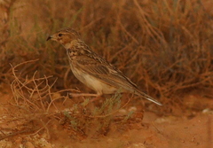 Alaudala rufescens
