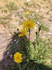 Scorzoneroides autumnalis