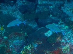 Ferdauia orthogrammus