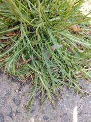 Scorzoneroides autumnalis